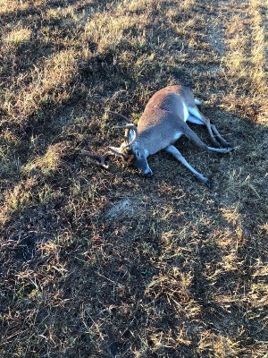 Paul Panus's buck