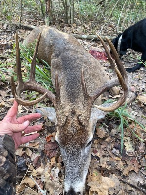 Tina Mcelroy's buck