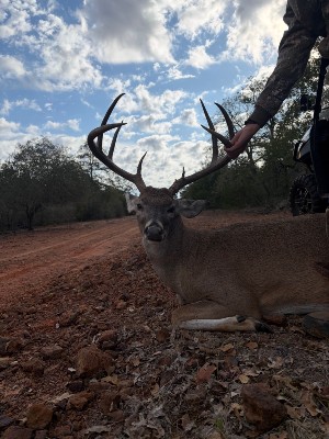 Robert Pilat's buck